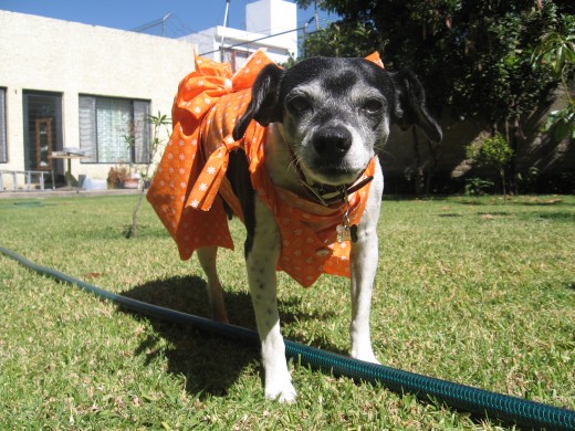 magui muy linda con su vestido 